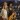 The Common Linnets